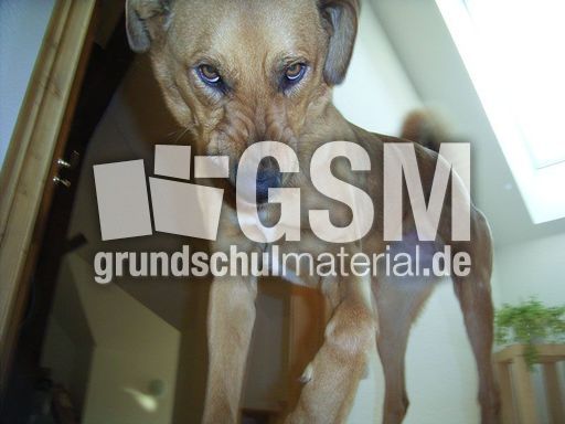 Böser Hund.jpg